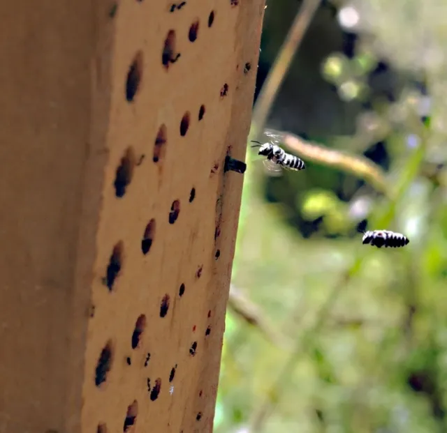 Leafcutter bees fly to their hive. (Photo: Kathy Keatley Garvey)