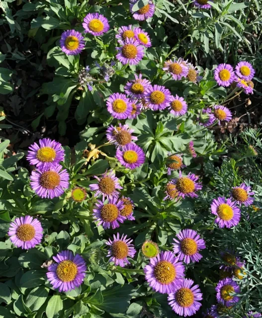 Photo By Linda Lewis Griffith