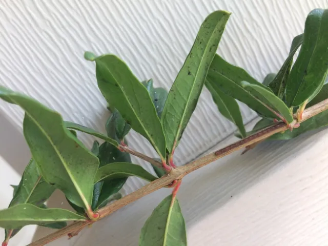 Leaffooted bug eggs laid in a line on a stalk. (Kristin Britt)