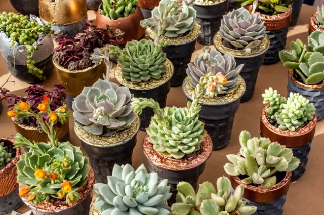 (Succulents by C. Kingston, pexels.com)