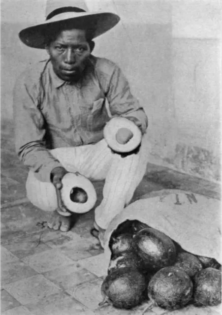 Plate-I-The-Nimlioh-avocado