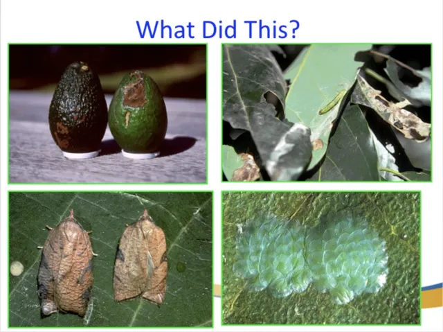 Avocado Disease Examples