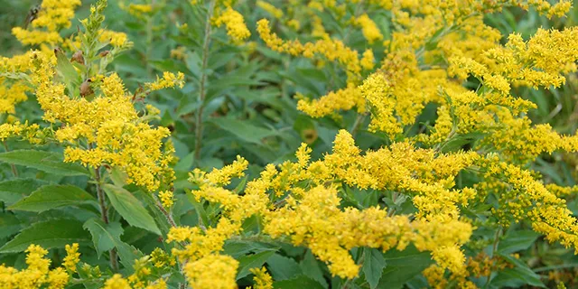 Cascade Creek California goldenrod (Solidago californica ‘Cascade Creek’)