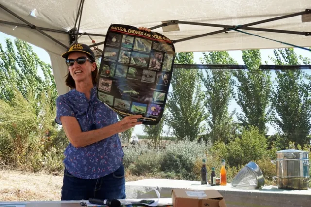 UCCE advisor Rachael Long said elderberries can be used in a hedgerow designed to attract beneficial insects.