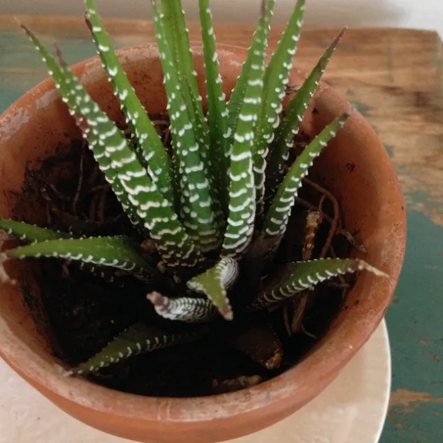 Photo By Andrea Peck