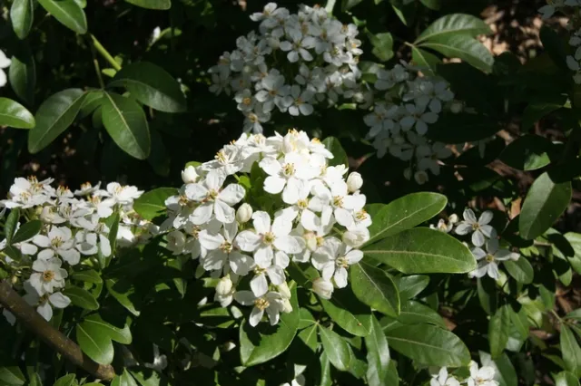 Photo by Jutta Thoerner