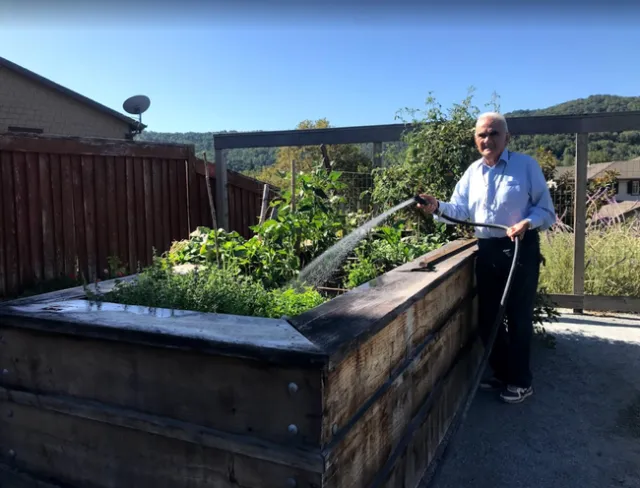 Senior man, watering raised beds that are tall, waist high.