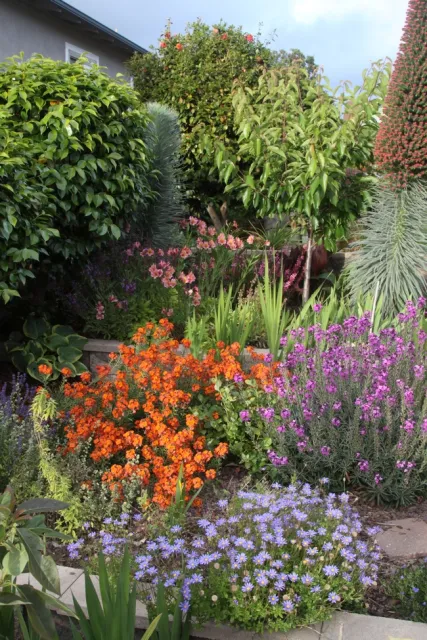 Mixed planting of woody and herbaceous perennials. (Petr Cosina, UC IPM)