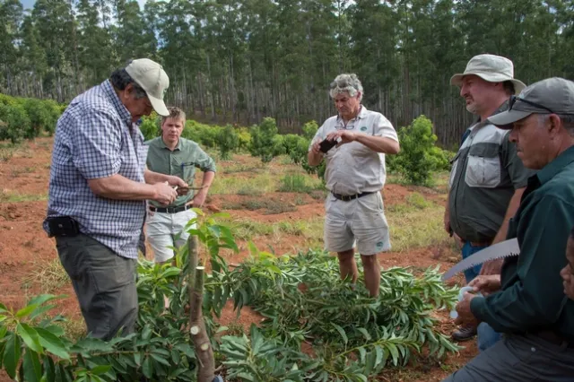 pablo getting the budwood ready