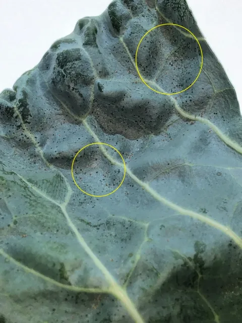 Two spotted spider mites