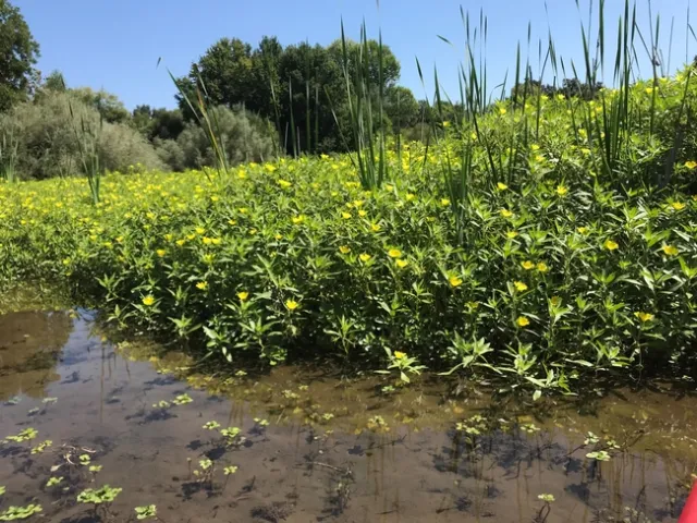 Water primrose along the American River.