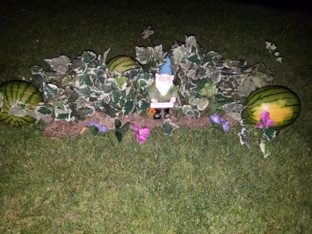 Lawn sprouting a watermelon.
