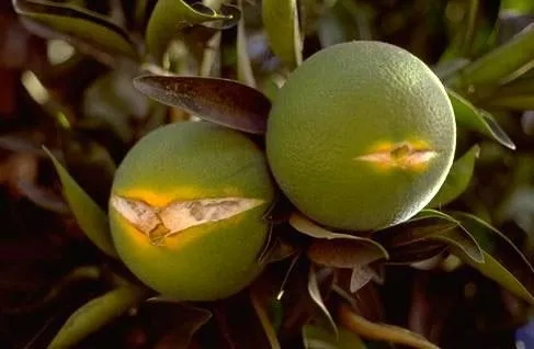 Citrus fruit splitting. (Elizabeth Grafton-Cardwell)