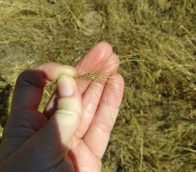 medusahead inflorescence