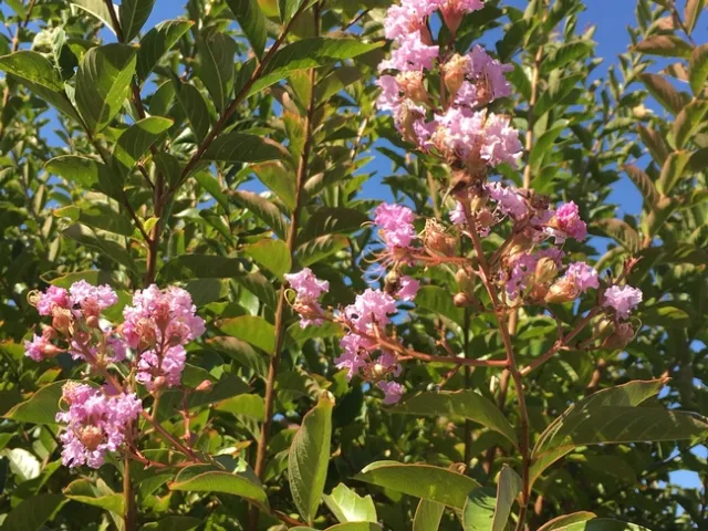 Photo By Leslie Stevens