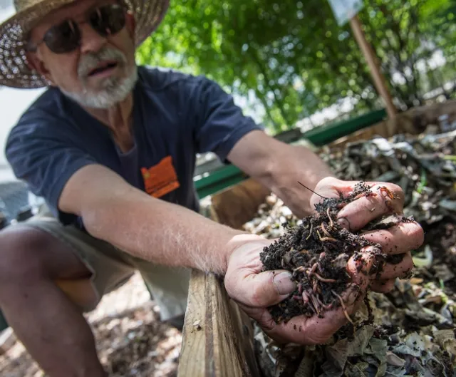 Vermicomposting. (Lynn Ketchum)