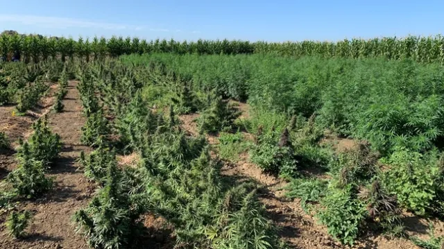 Hemp in breeding plots at UC Davis in late August 2019.