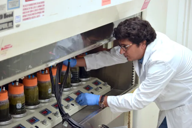 Dr. Pramod Pandey, a faculty member and cooperative extension specialist at the UC Davis School of Veterinary Medicine runs experiments in capturing biogas.