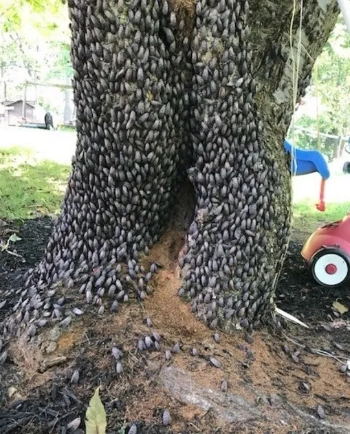 Figure 2. Aggregation of adult SLF in urban areas.