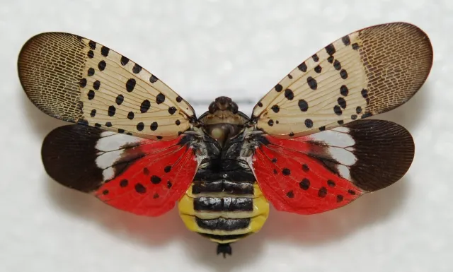 Figure 5. Adult SLF with wings spread.