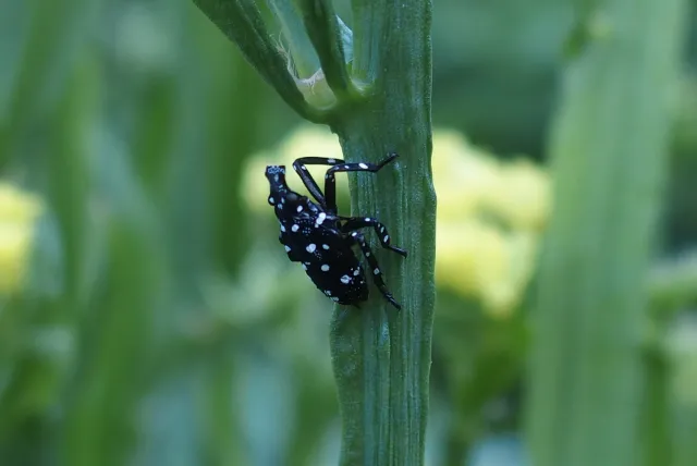 Figure 4A. The first three immature stages are black with white spots.