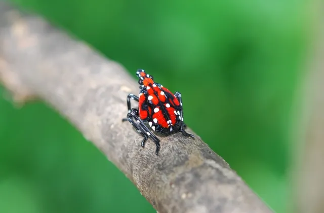 Figure 4B. The fourth immature stage is red and black with white spots.