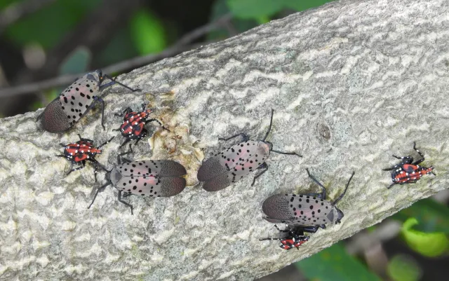 Figure 6. The fourth immature stage and adults of SLF.