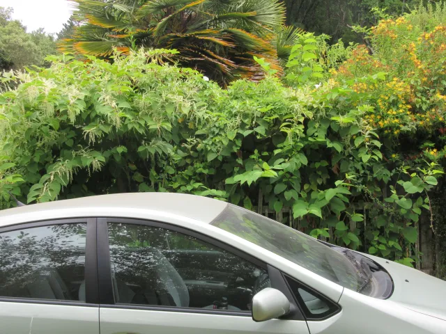 A large stand of Japanese knotweed towering over a car