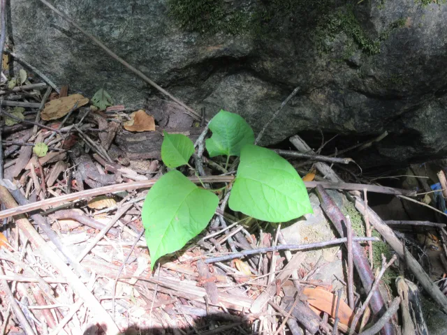 A single stem of Japanese knotweed