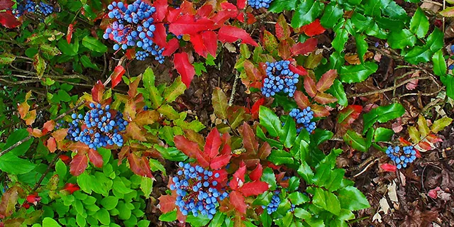Oregon grape (Mahonia aquifolium)