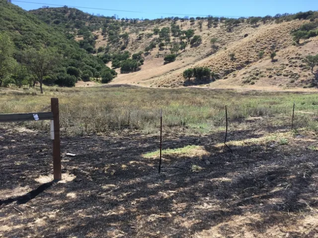 Field after burn. Yellow starthistle and summer mustard are still green.