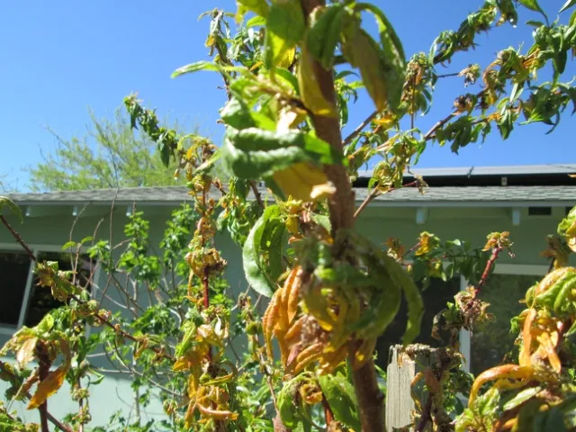 Peach tree severely affected by aphids
