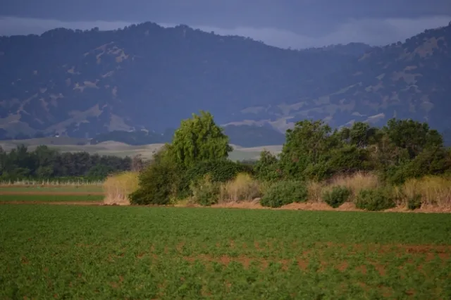 A hedgerow adjacent to a farm field. (Photo: Sacha Heath)