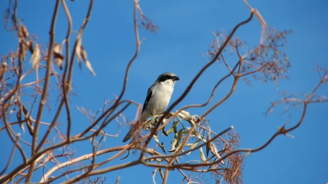 Loggerhead shrike (Lanius ludovicianus), Rominger, Yolo County, California, USA, 13 November 2012, Sacha Heath