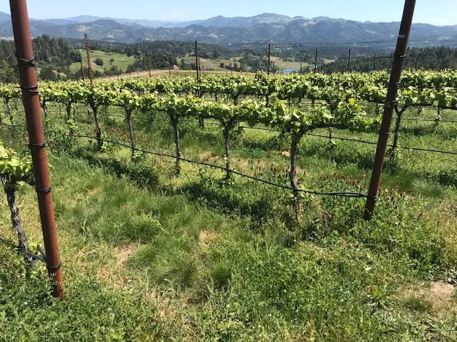 Alder Springs Vineyard in May 2019