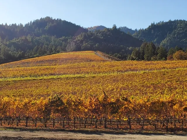 Alder Springs Vineyard- November 2019
