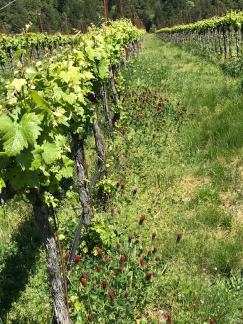 Clover growing undervine. In addition to clover, he uses native sedge grasses and an annual cover crop mix.