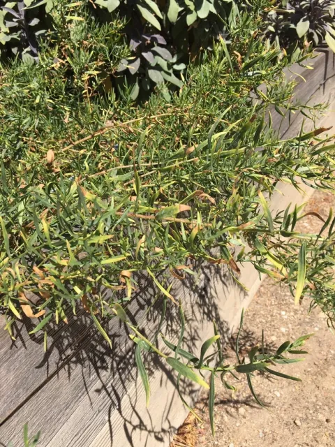 Photo By Linda Lewis Griffith