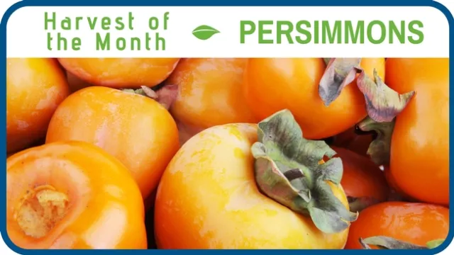 Persimmons November