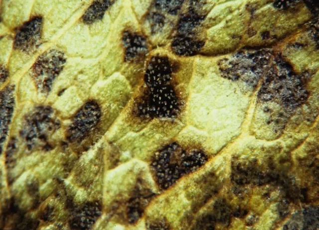 passinfruit pycnidia