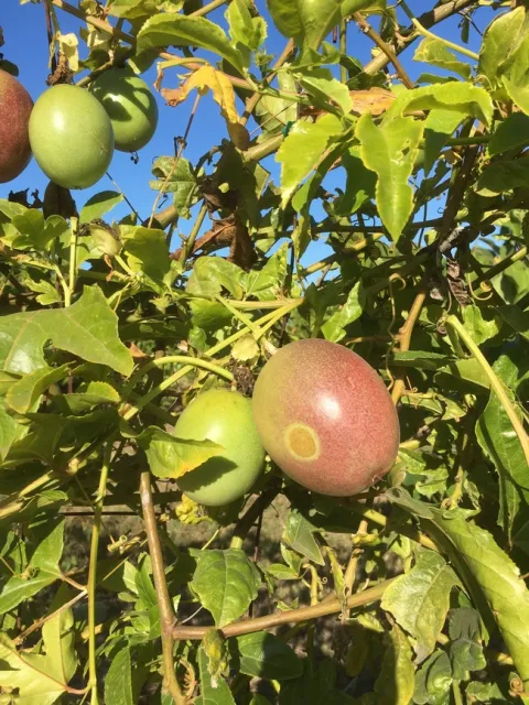 passionfruit feeding spot (2)