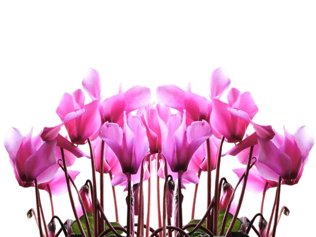Pink cyclamen. (pixabay.com)