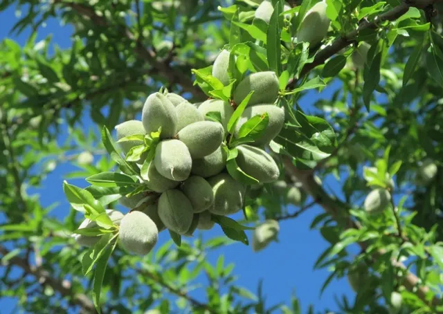almonds on tree
