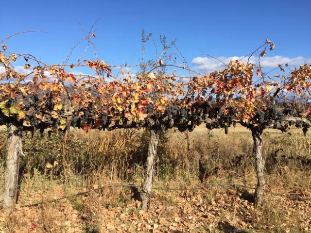 Stuhlmuller left grapes on the vine after smoke from the Kincade Fire made them unmarketable.