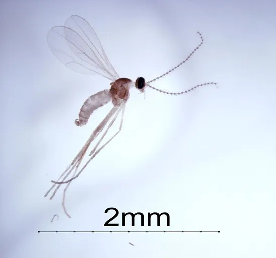 Sweede midge (Photo: Susan Ellis, USDA APHIS)