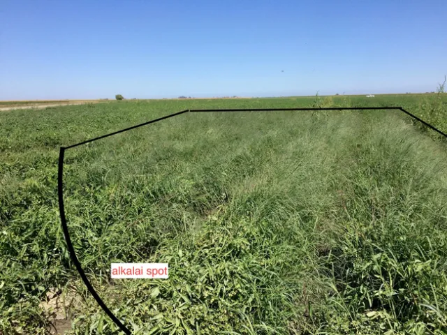 Figure 1. Weeds proliferated at the alkali spot in this field.