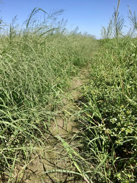 Figure 2. Wet soil and water loving grassy weeds. Yes, there are tomatoes here too.