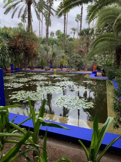 Smaller pond with squares of water lillies near koi pond