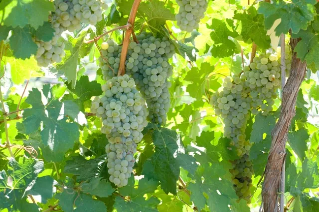 Ambulo blanc is similar to sauvignon blanc.