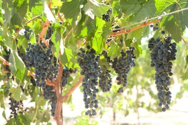 Camminare noir has characteristics of cabernet sauvignon and petite sirah.
